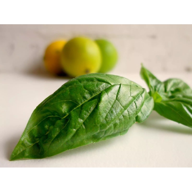 LIME BASIL SEEDS * CITRUS FLAIR * ZESTY AROMA OF