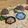 4PCS Ceramic Hamster Food Dish,Lotus Leaf Guinea Pig Food Bowls