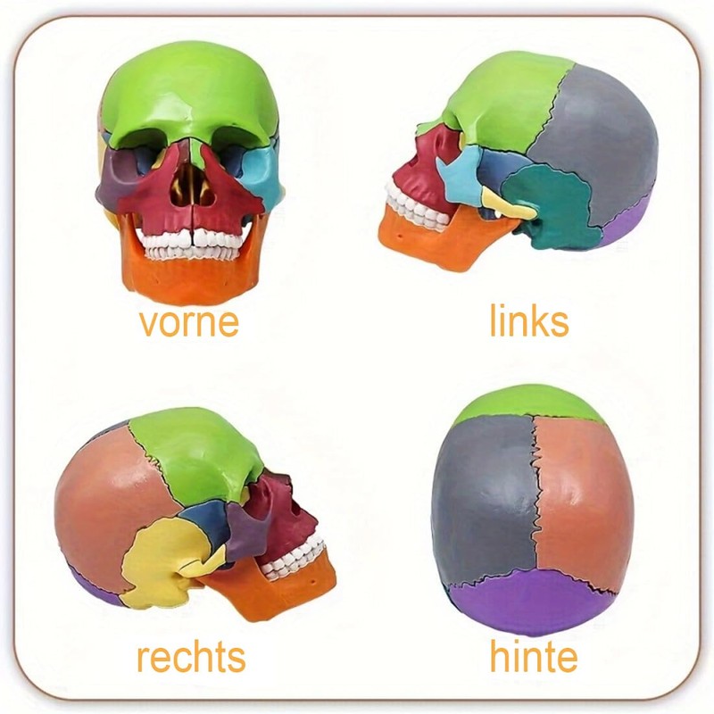 Anatomical Skull Model with Coloured Marking - Didactic Skull Model