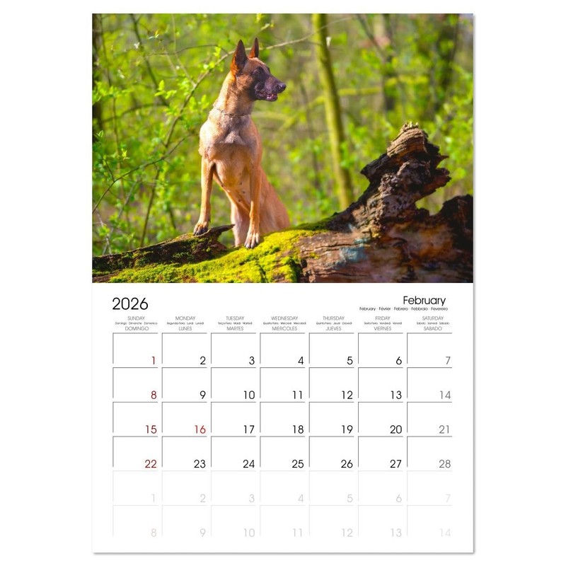 Malinois Magic: The Belgian Powerhouse (Monthly Wall Calendar 2026 11.7"