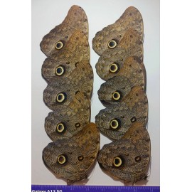 CALIGO EURILOCHUS A1 OWL BUTTERFLY  WINGS CLOSED LOT OF 5 SATIPO-PERU