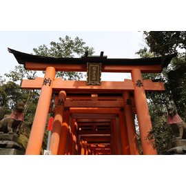 Postcard of the Torii of Fushimi Inari Shrine in Fushimi Ward, Kyoto City, Japan Postcard 1 Postcard Photo by MIRO