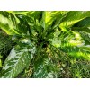 Smoot's Farm Variated Dieffenbachia Dumb Cane Live Plant Cutting Rare