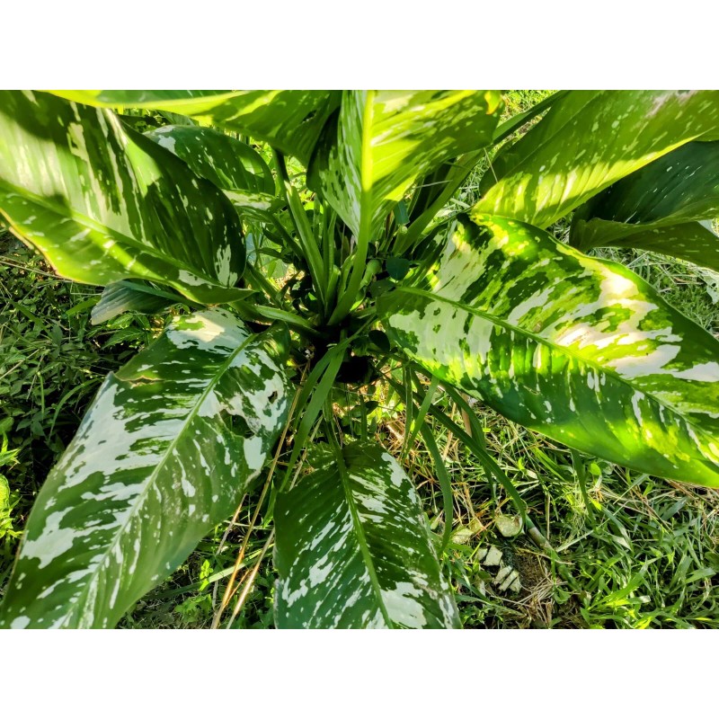 Smoot's Farm Variated Dieffenbachia Dumb Cane Live Plant Cutting Rare