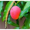 Tree Haden Mango Grafted Tree 2-4 Ft Tall. Ship To