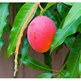 Tree Haden Mango Grafted Tree 2-4 Ft Tall. Ship To All States. Real Photos
