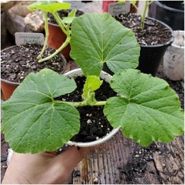 Seed Needs Pumpkin Seeds Specialty Spooky Blend 10+ Varieties | Lumina White, Baby Boo, Blue Jarrahdale, Cinderella & More! | Heirloom Non-GMO Untreated | Bulk Pumpkin Seeds for Planting