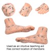 2pcs 19cm / 7.5in Feet Acupoint Model Acupuncture Teaching Aids