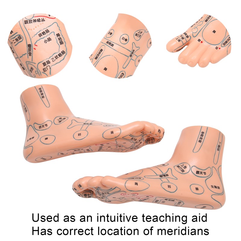 2pcs 19cm / 7.5in Feet Acupoint Model Acupuncture Teaching Aids