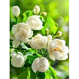 400+ Climbing Jasmine Flower Seeds for Planting – Easy to Grow, Non-GMO, High Germination Fragrant Flowers for Home Garden, Balcony, Trellis, Fence, Vertical Garden Decor