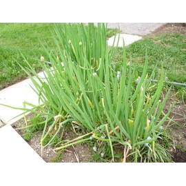 NIKA SEEDS - Vegetable Welsh Onion Bunching Green - 300 Seeds