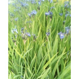 Alaska Wild Harvested 100 Wild Purple Iris Flower /Iris Setosa Blue Flag Alaska grown Seeds!