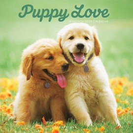 Graphique 2026 Puppy Love Wall Calendar | 12” x 12” | Thick Paper | Home & Office Organizer | Large Monthly Grid | 3 Languages & Marked Holidays | 4 Month Preview Page for 2027