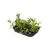 Elho green basics grow tray m accessory - living black