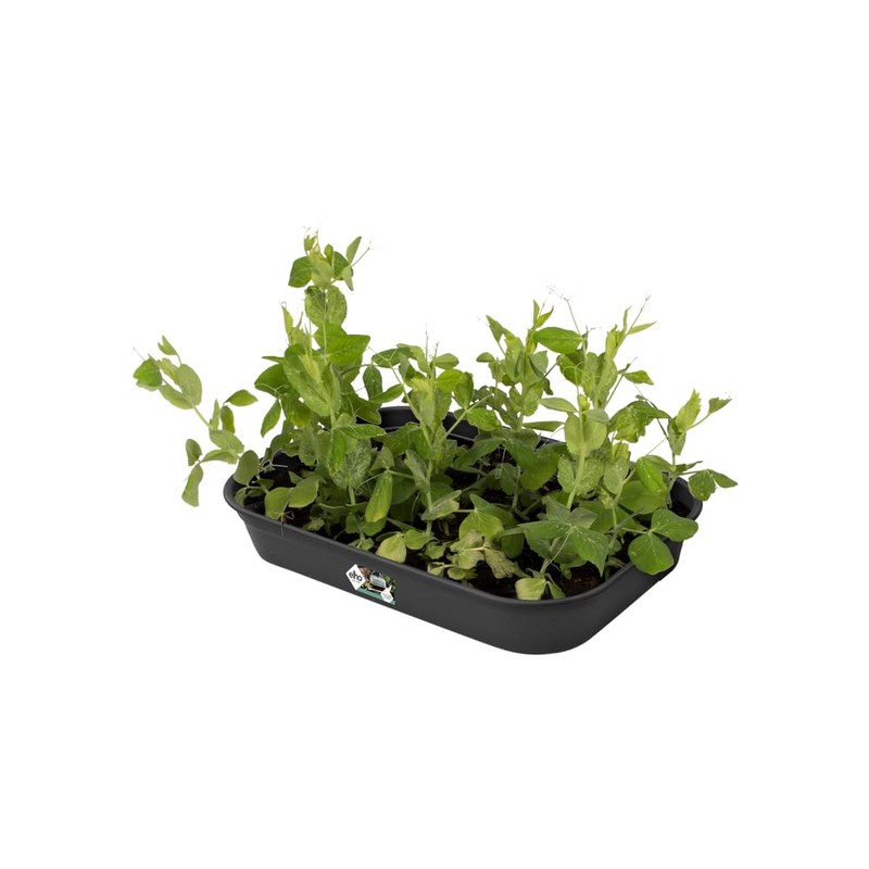 Elho green basics grow tray m accessory - living black