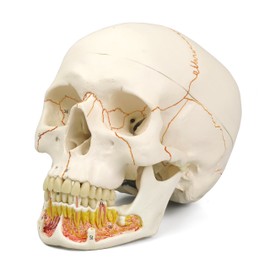 Anatomical Classic Skull w/Opened Lower Jaw