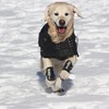 Ortocanis - Dog Leg Brace - Front Leg Brace for