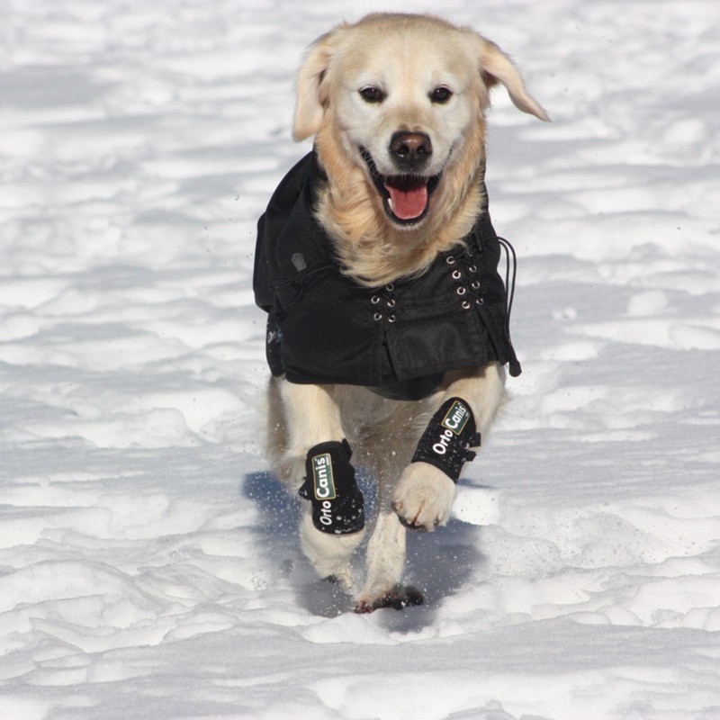 Ortocanis - Dog Leg Brace - Front Leg Brace for