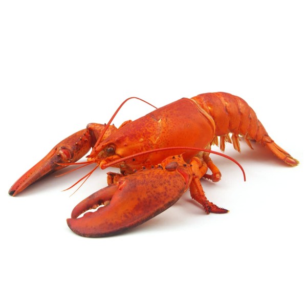 Cooked American Lobster 350-400gr