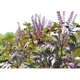 Harley Seeds 100+ Indian Krishna Tulsi Holy Basil Seeds Red Leaf Sacred Tulasi Herb Heirloom Non-GMO Thulasi Shayam - Grows Big - Super Fragrant - Grown in USA, Purple