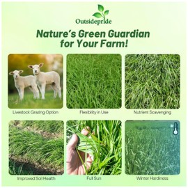 Outsidepride Ryegrass Seeds - 50 lb. Annual, Hardy & Fast-Growing, Cover Crop Seeds for Planting Glossy Dark Green Grass Leaves, Ideal for Hay Foraging, Pasture Grazing & Erosion Control