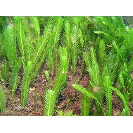 5 Leaves - Live Saltwater Caulerpa Feather Macro Algae Plant Frag Chaeto Refugium - Extra Long Leaves (4-6 inches in Height)