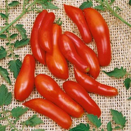 Sausage Tomato Seeds - 1 Oz ~6800 Seeds - Non-GMO, Heirloom - Vegetable Garden - Solanum lycopersicum