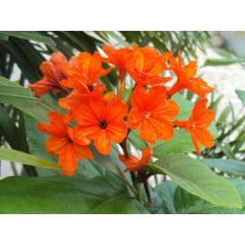 Buy Rare Seeds Cordia sebestena | Siricote | Kopte | Geiger Tree | Geranium | Anaconda |5_Seeds