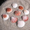 PPCLION 45 PCS Small Scallop Shell for DIY Crafts Decor