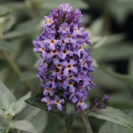 Blooming & Beautiful - Flutterby Petite Blue Heaven Butterfly Bush - 3 gal - Bloomables - Deciduous Shrub - Violet-Blue Cluster Flowers - Zones 5-10 - Buddleia ‘Podaras #8’ - 3 Gallon Pot
