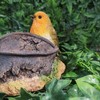 Robin Standing on Rusty Pail Guarding Eggs Highly Detailed Home