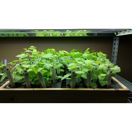 BlackBerry Plants "Prime-Ark Freedom" Price Includes Four (4) Plants