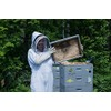 Wild Raspberry Honey - 8 oz, Made in Maine, Organic,