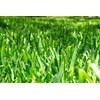 St. Augustine 'Seville' Sod - 36 Live Plugs - Drought,