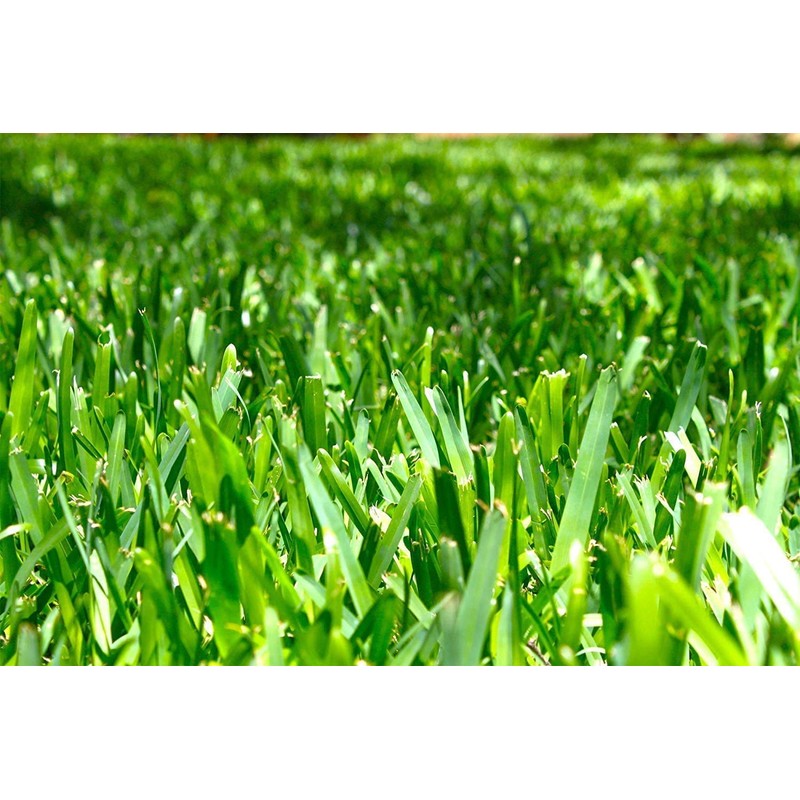 St. Augustine 'Seville' Sod - 36 Live Plugs - Drought,