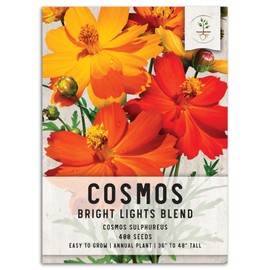 Seed Needs, Bright Lights Cosmos Seeds - 250 Heirloom Seeds for Planting Cosmos sulphureus - Blend of Open Pollinated Wildflowers for Growing a Butterfly Garden (1 Pack)