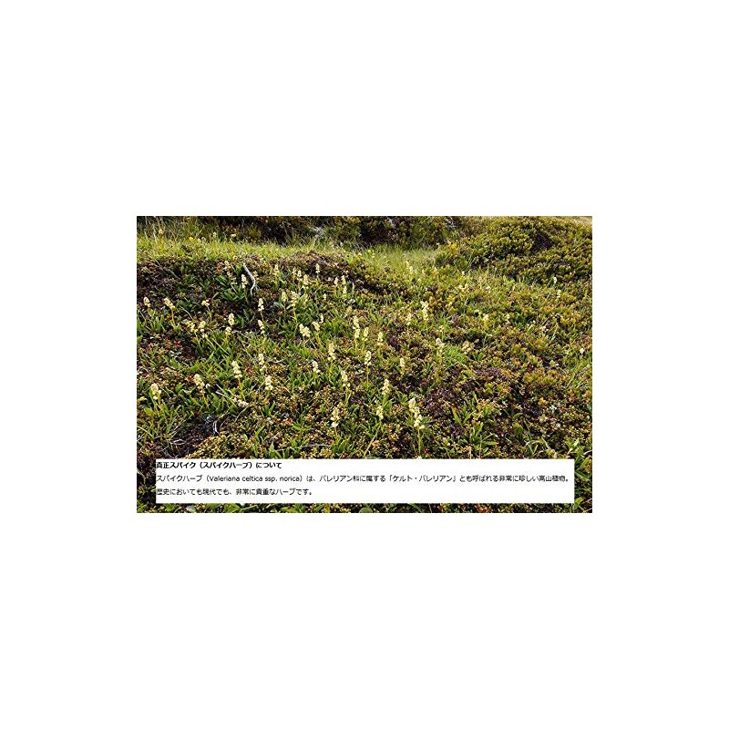 Spike Men's Shower Gel, 8.5 fl oz (250 ml)