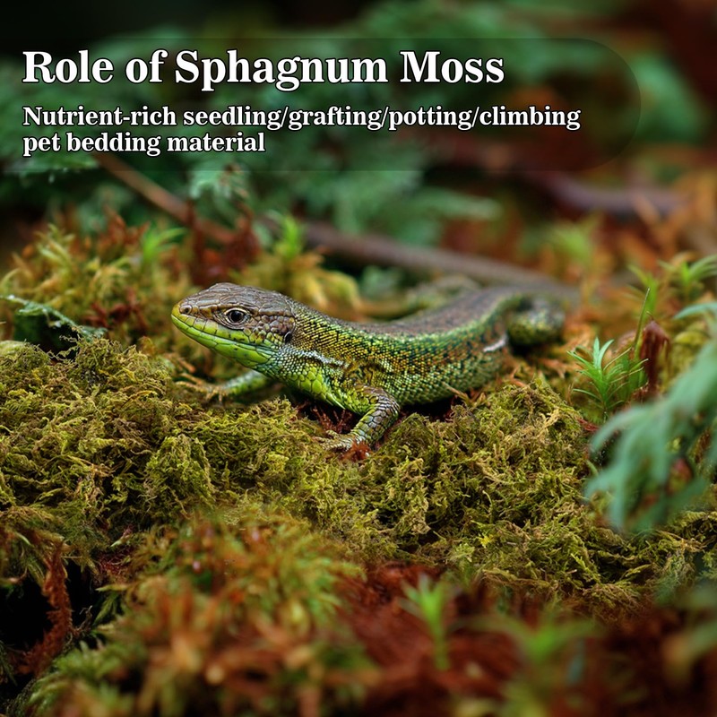 RAINFLOW Sphagnum Moss for Reptiles - 5.5 OZ Reptile Peat