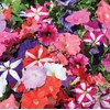 CEMEHA SEEDS - Petunia Unicum F1 Mix Indoor Annual Flowers