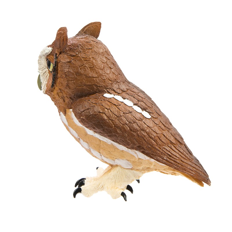 Eastern Screech Owl