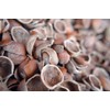Hazel Shell Mulch Amendment Product - 6 lbs (Hazelnut Shells)
