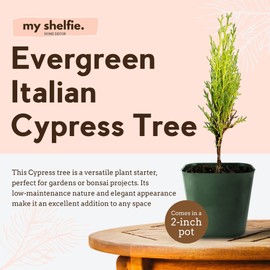 Generic Evergreen Italian Cypress Tree Starter Potted Plant 2 inch Pot Outdoor Garden Bonsai Tree Gift for Mom Mothers Day