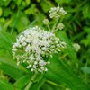 200Pcs Boneset Seeds Eupatorium Perfoliatum Seeds for Planting Attracts Bee