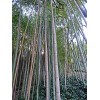 Bambú Moso (phyllostachys Edulis)