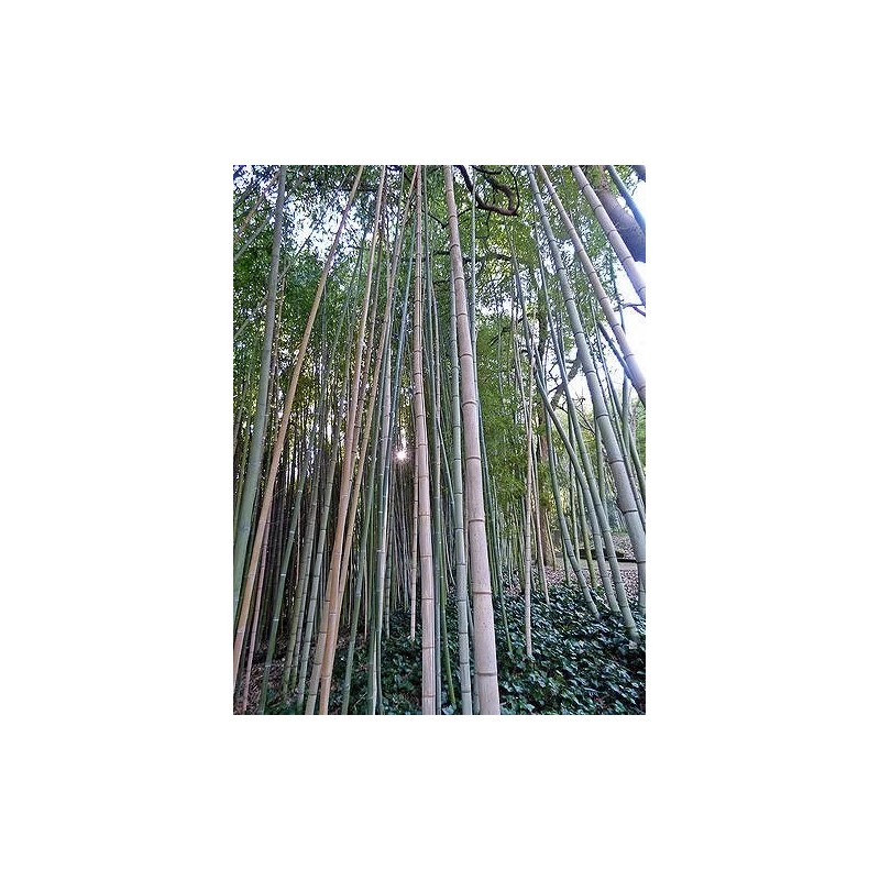 Bambú Moso (phyllostachys Edulis)