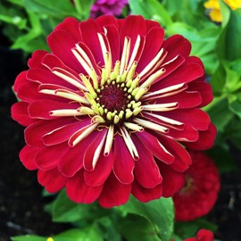 TomorrowSeeds - Meteor Burgundy Zinnia Seeds - 3600+ Count - For 2026 Planting Velvet Dark Red Maroon Landscaping Heat-Tolerant Long-Lasting Garden Flower Bouquet Grow Your Own Home Farm Patio Healthy