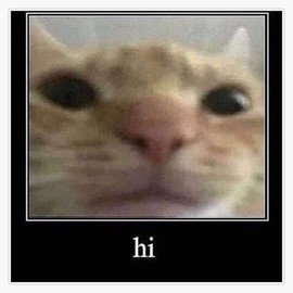 Hi Cat Meme Sticker Outdoor Rated Vinyl Sticker Decal for Windows, Bumpers, Laptops or Crafts 5"