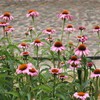 SEBIOLA Echinacea Seeds for Planting - 100 Pink Blooms, Long-Lasting