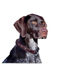 2025 2026 German Shorthair Pointer Calendar - Dog Breed Monthly Wall Calendar - 12 x 24 Open - Thick No-Bleed Paper - Giftable - Academic Teacher's Planner Calendar Organizing & Planning - Made in USA