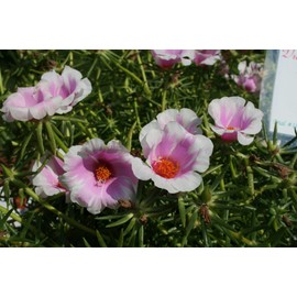 Purslane Samba Pink Bicolor Plants | 10 Live Seedlings | Portulaca oleracea | Two-Tone Pink Flowers | Heat Resistant Trailing Groundcover